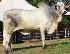 Raca: nelore padrao (corte) rgd: jcdg 1643